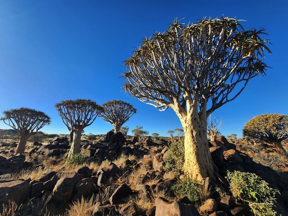Quiver Tree Forest