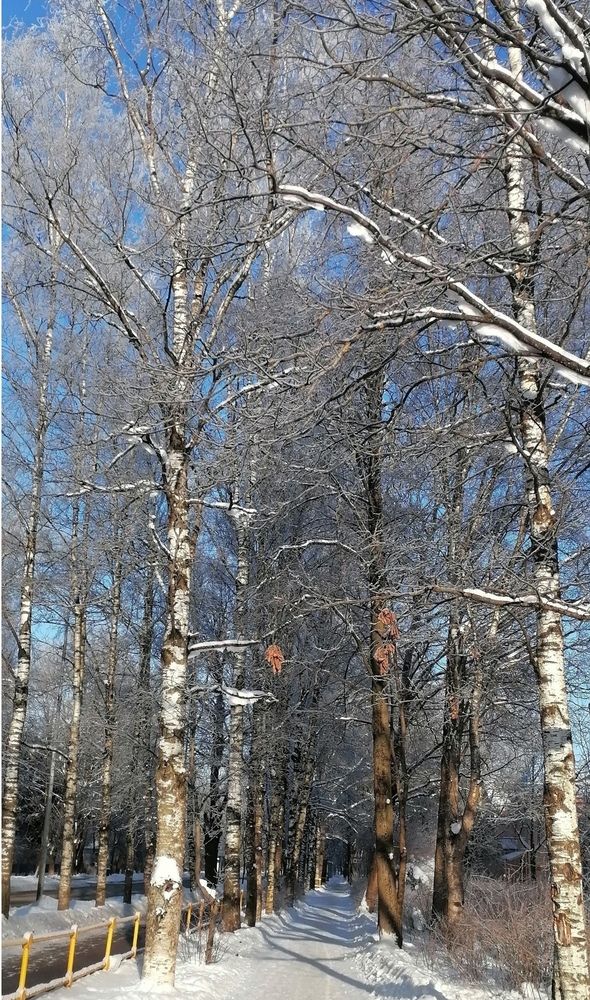 Январская прогулка