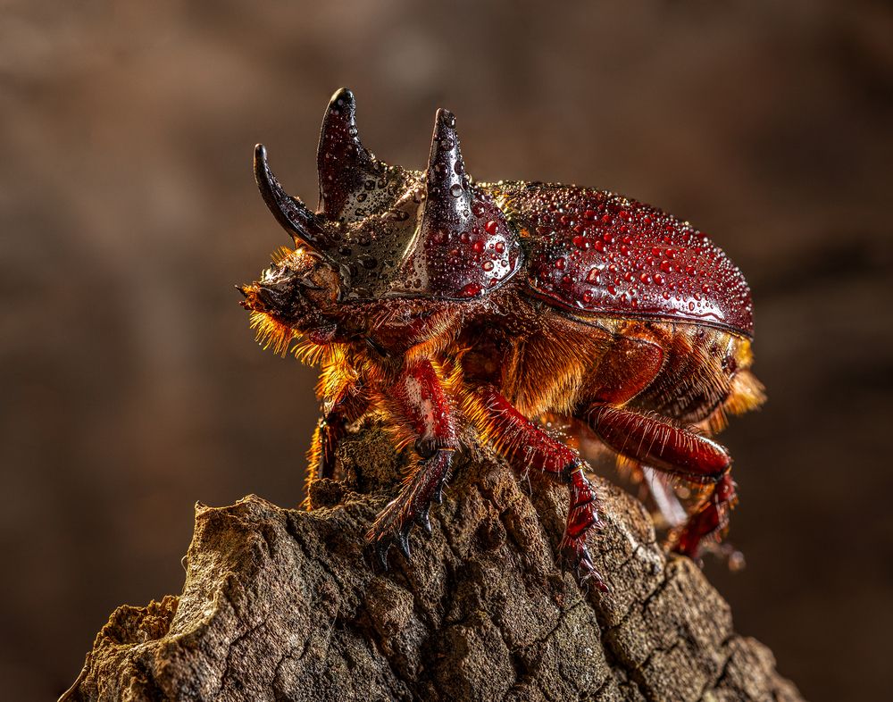 Photograph by Valdir Hobus