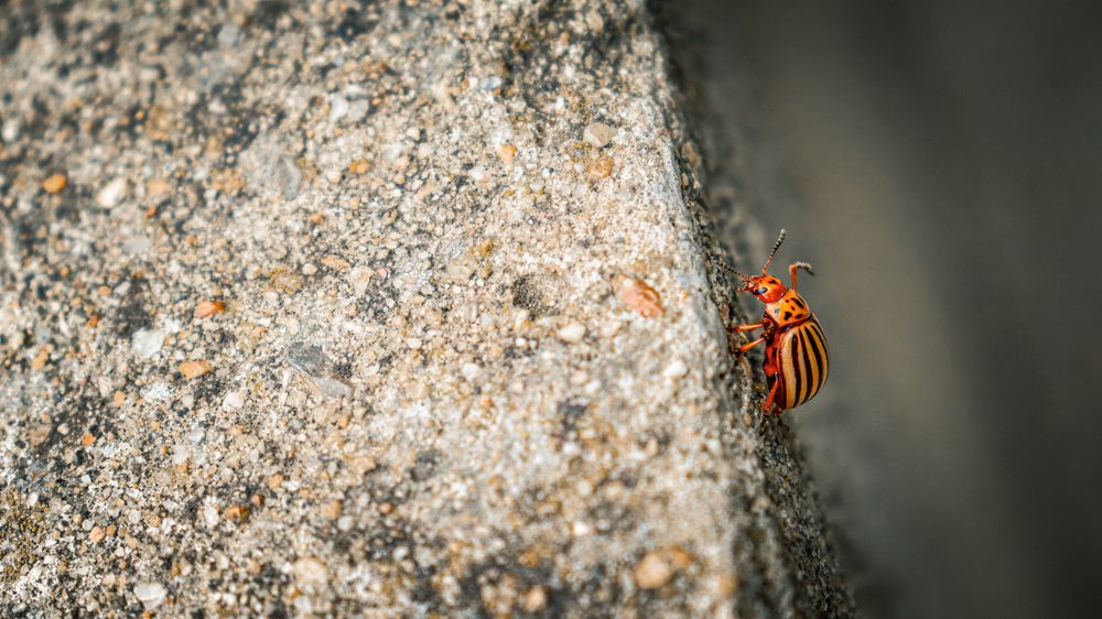 Photograph by Даниил Сырбу