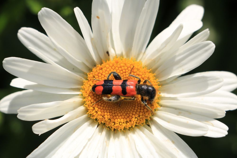 Photograph by Cengiz Yalcin