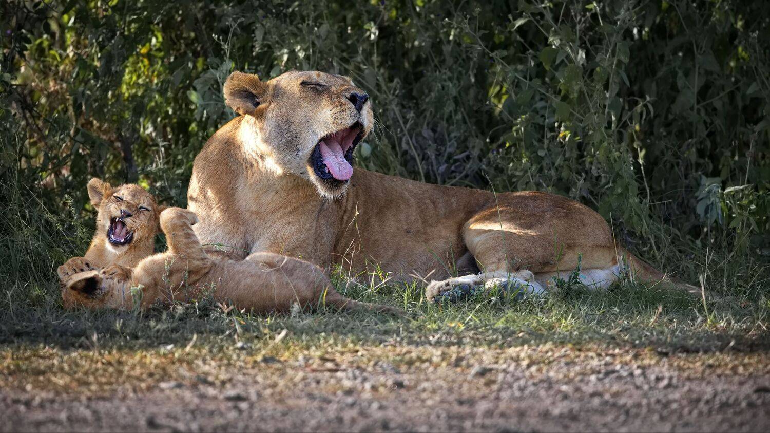 Учимся зевать