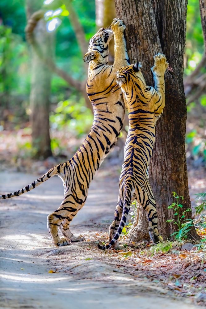 Photograph by Nitin Baste