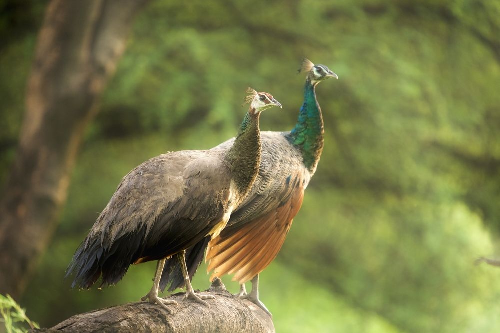 Photograph by Nitin Baste