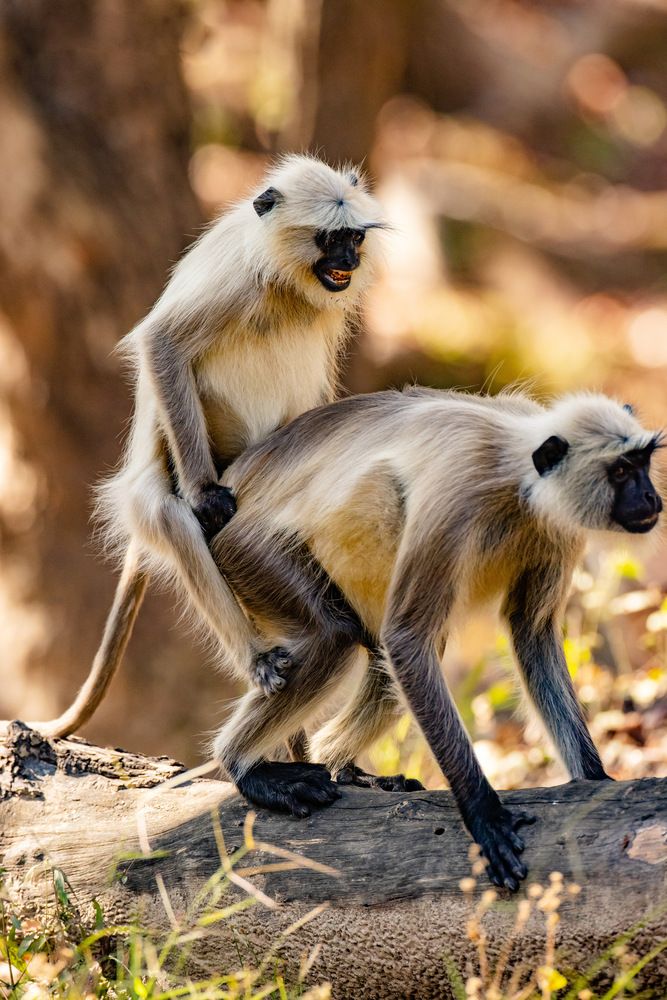 Photograph by Nitin Baste