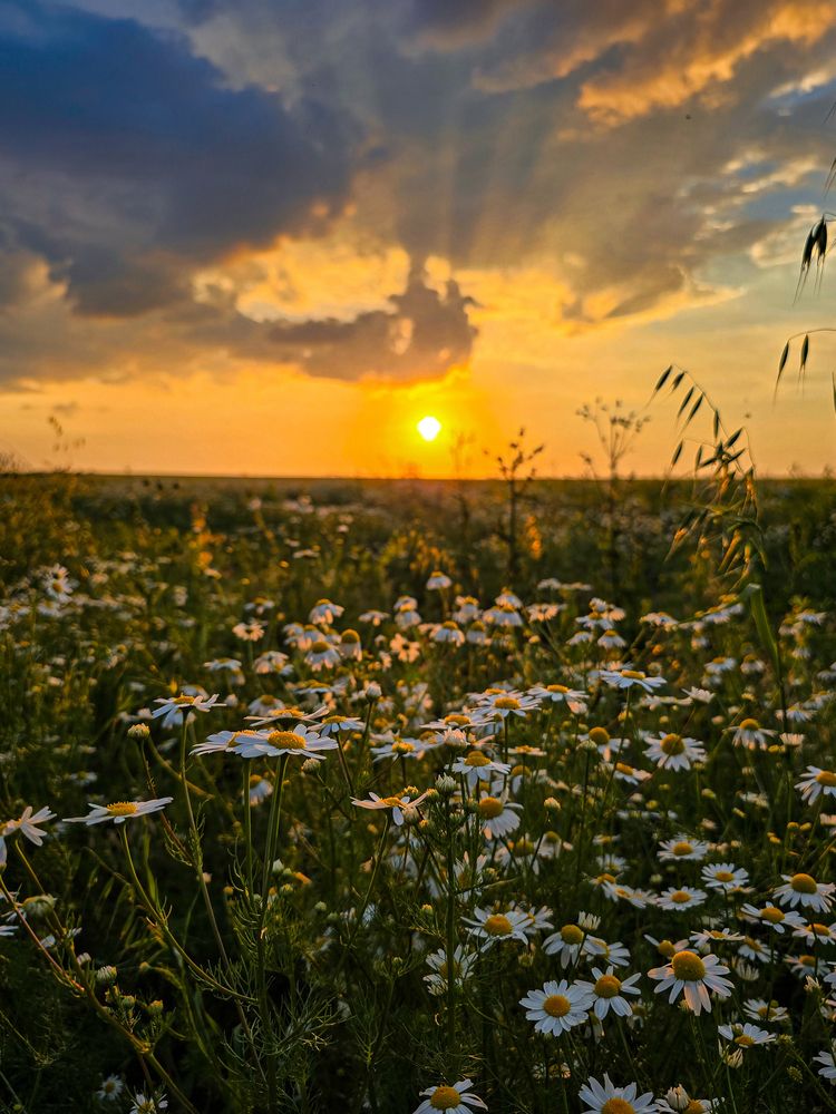 Фотография автора Елена Сиушова