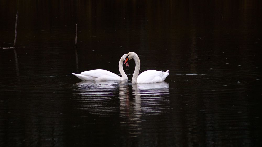 Photograph by Наталья Удоратина