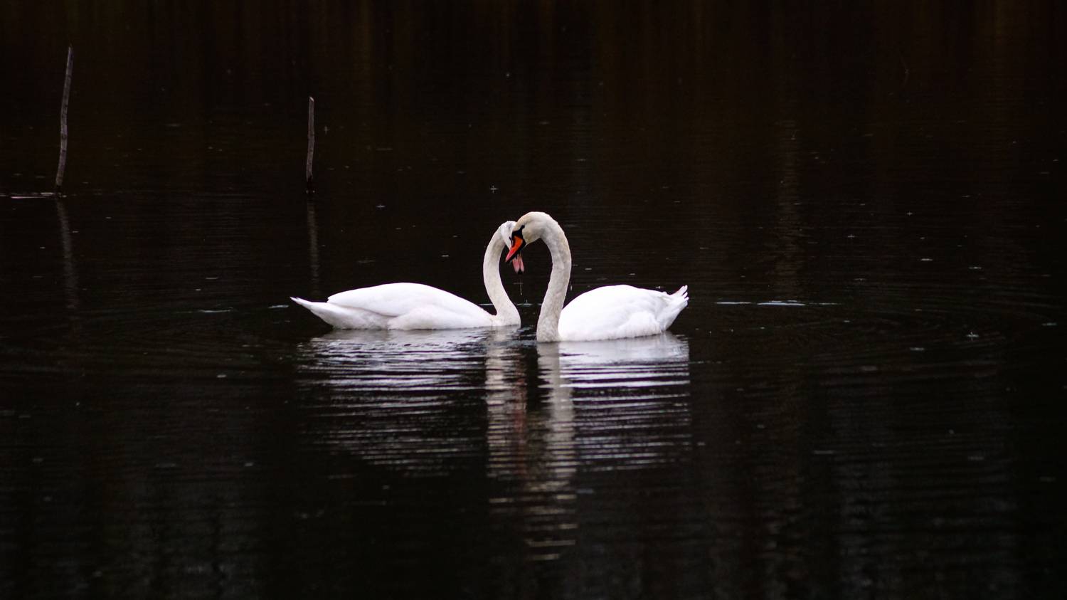 Photo #13401548