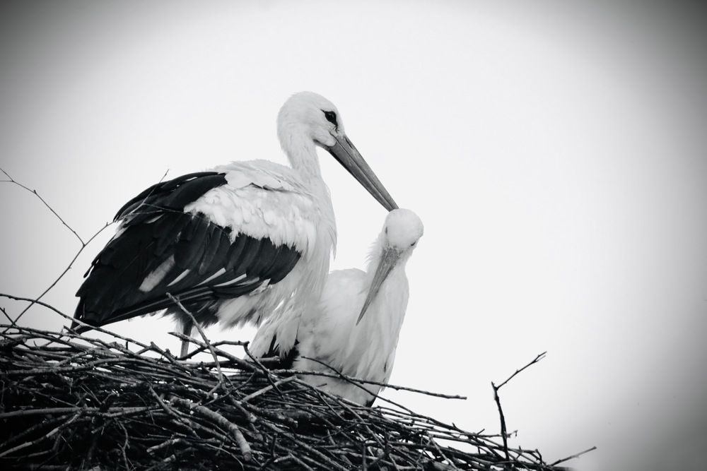 Нежная забота