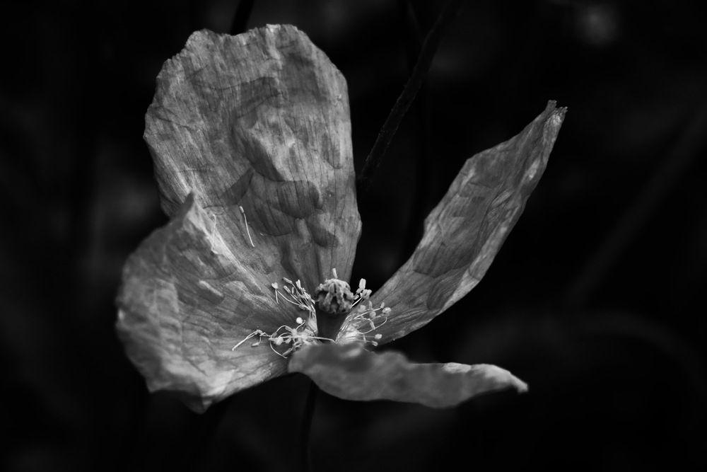 Хрупкий цветок