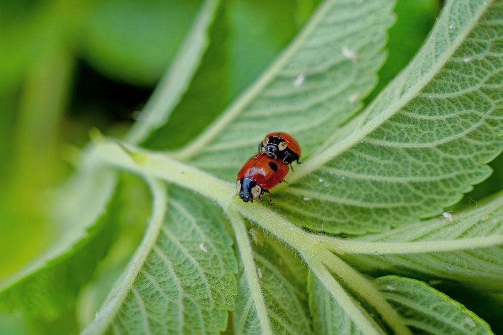 Photograph by Михаил Косолапов