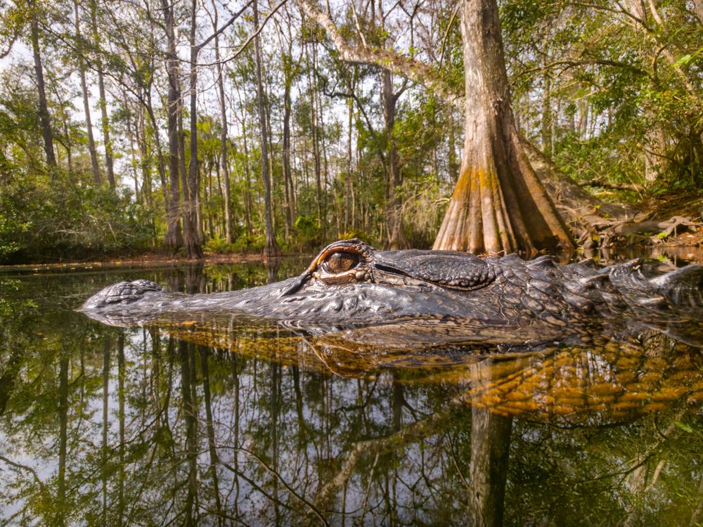 Bayou Reflection
