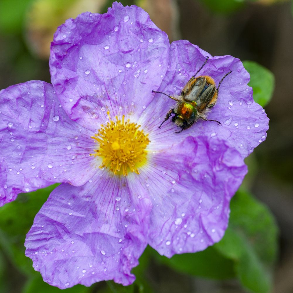 После дождя