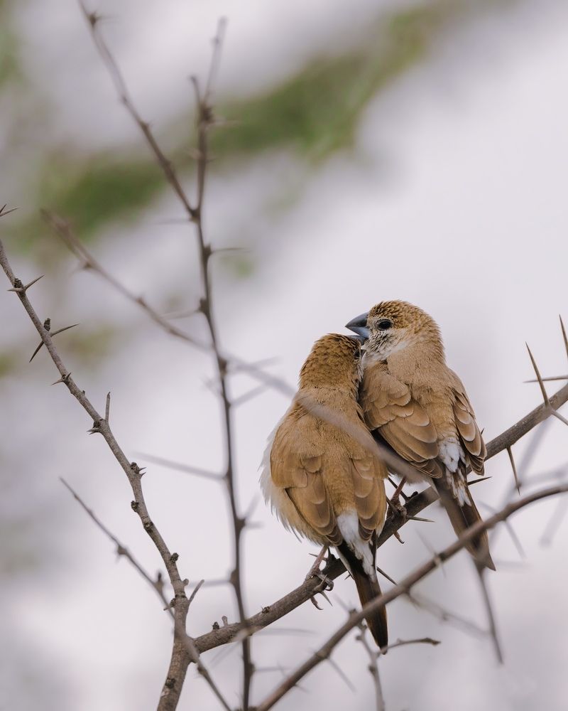 Photograph by Seeja Sadath