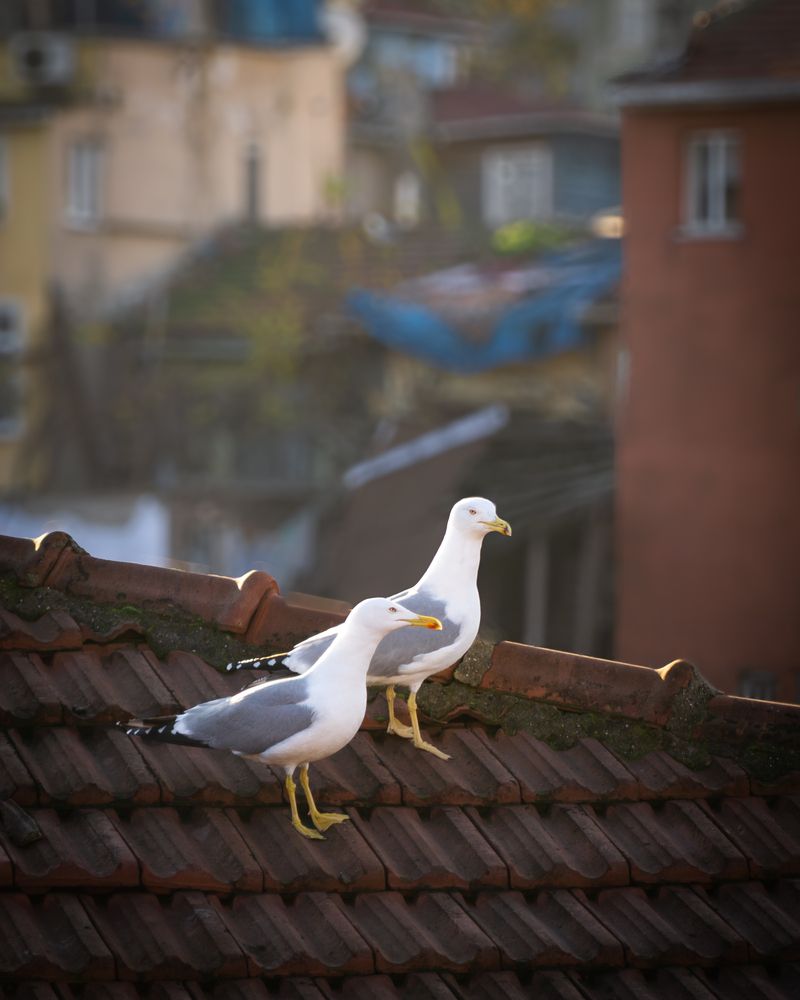 Photograph by Nikolai Nikolin