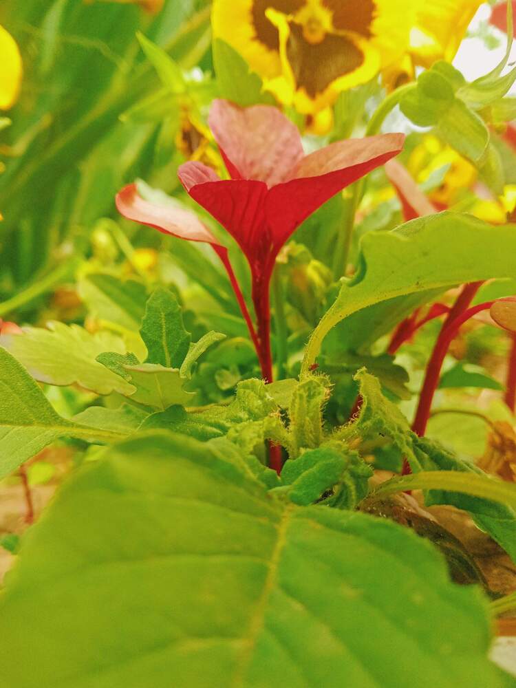 Photograph by Ирина Рягузова