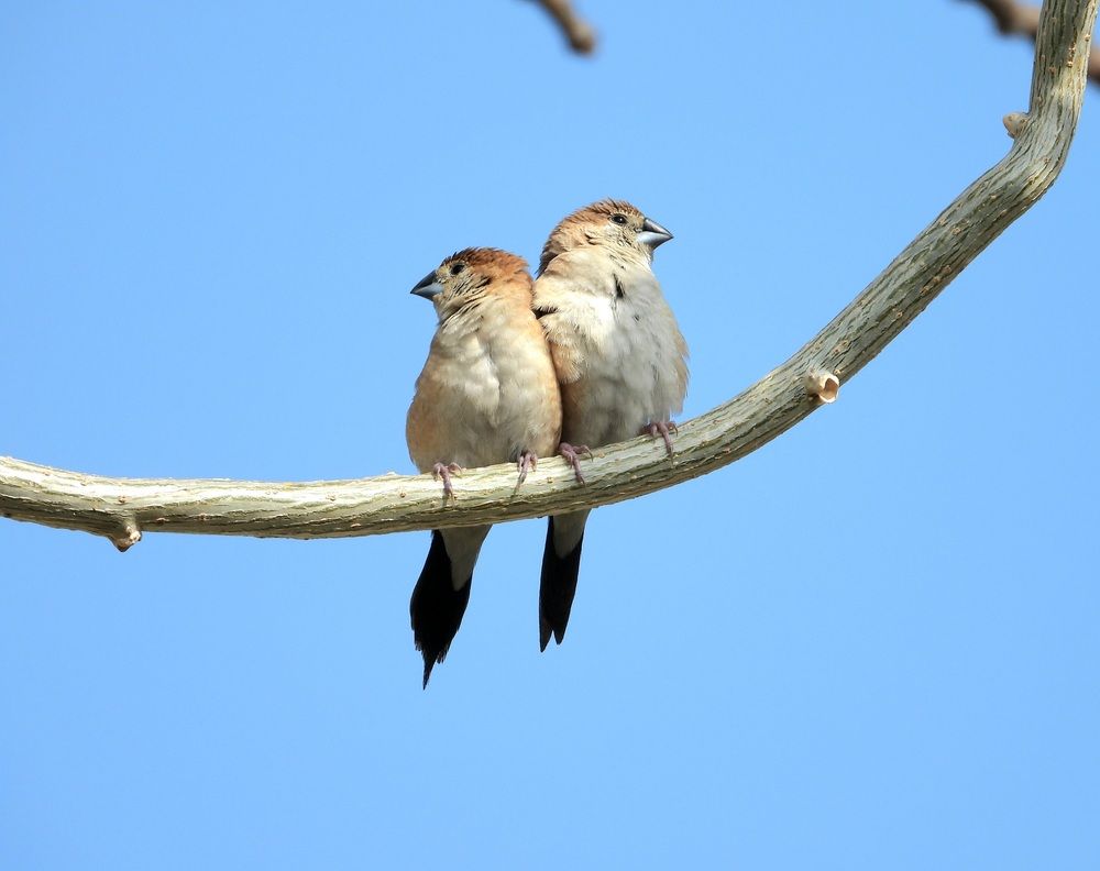 Love made for each other,Finches paere