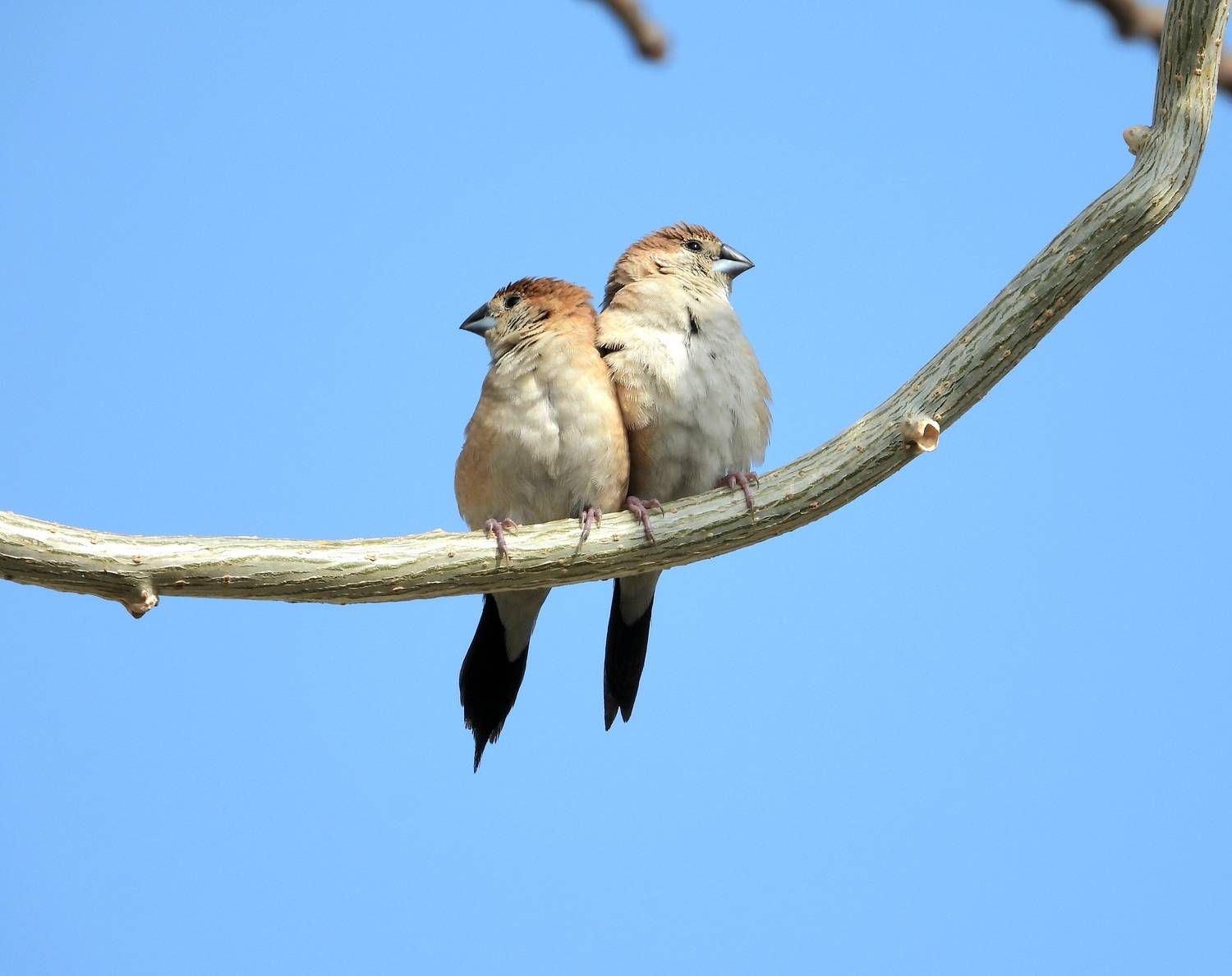 Love made for each other,Finches paere Love made for each other,Finches paere