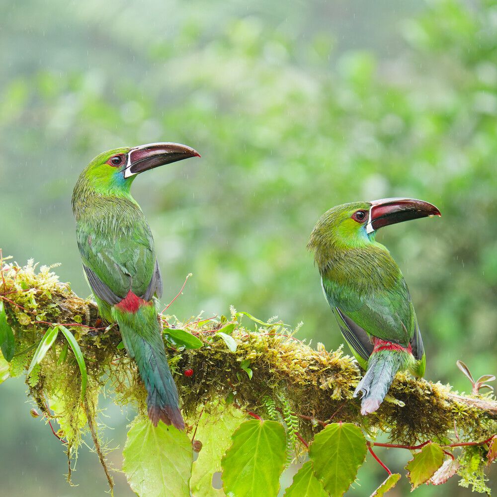 Twin Guardians of the Rainforest