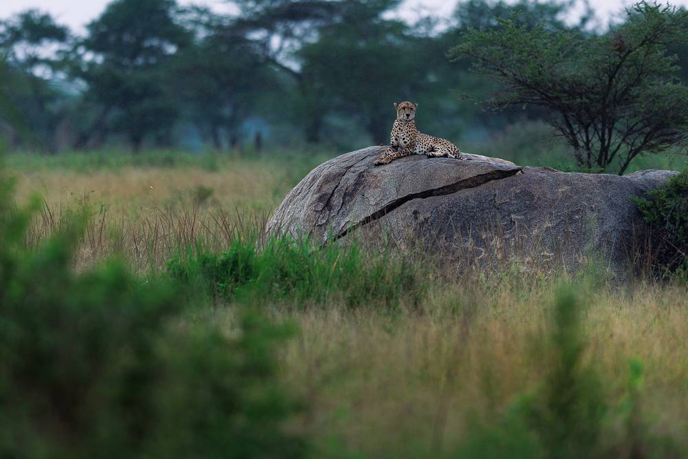 the one eyed torpedo the one eyed torpedo