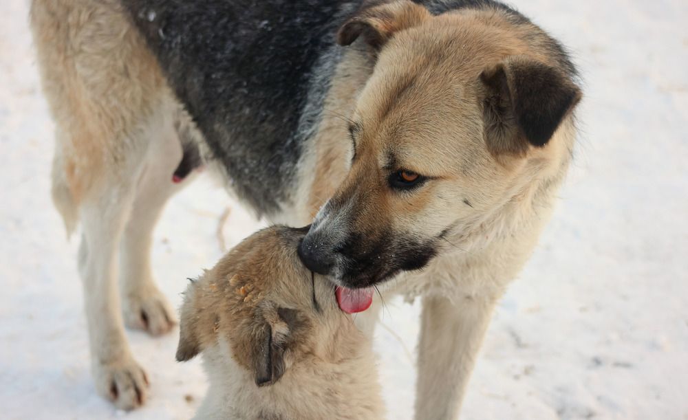 Мамина любовь