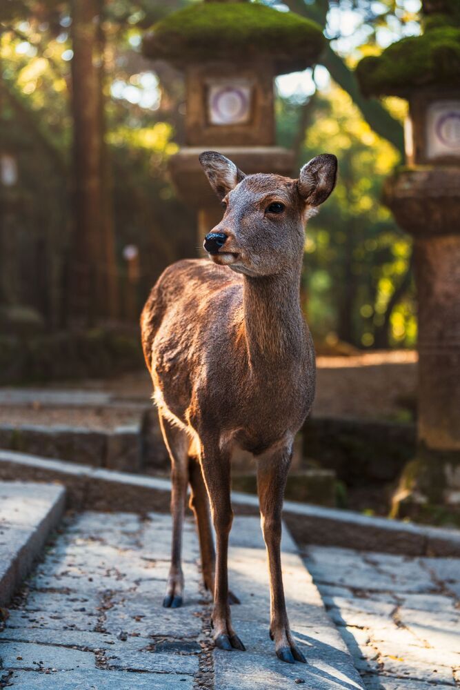 deer in a new habitat