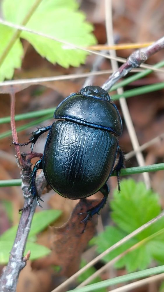 Чернявенький