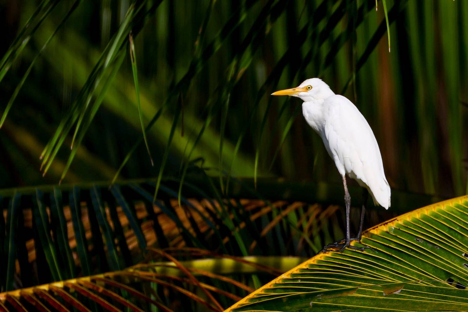 Фотография #13403475