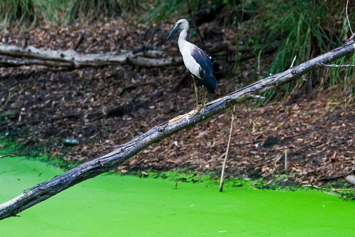 Фотография #13403489