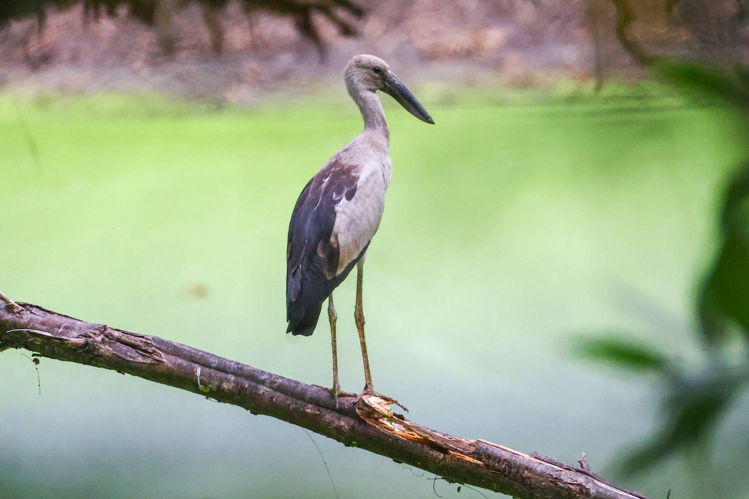 Фотография #13403530