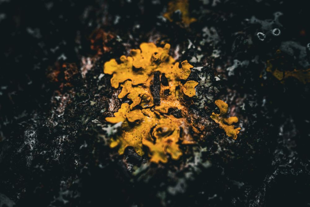 Photograph by Maxim Belous