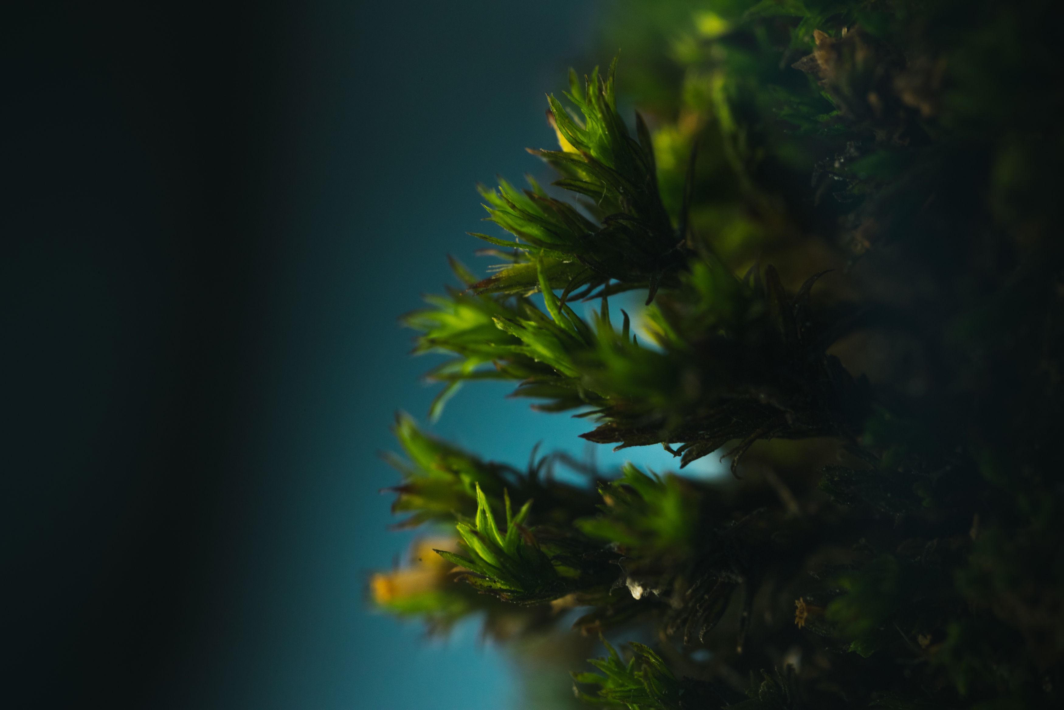 Photograph by Maxim Belous