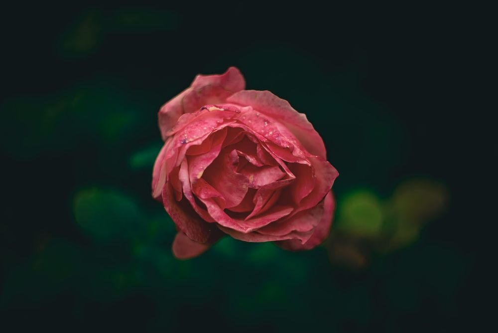 Photograph by Maxim Belous
