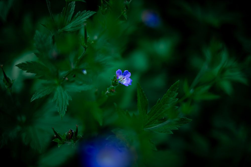Photograph by Maxim Belous