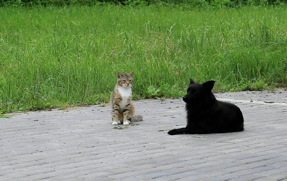 Photograph by Владимир Кулешов