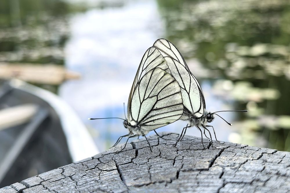 Photograph by Дина Калинина