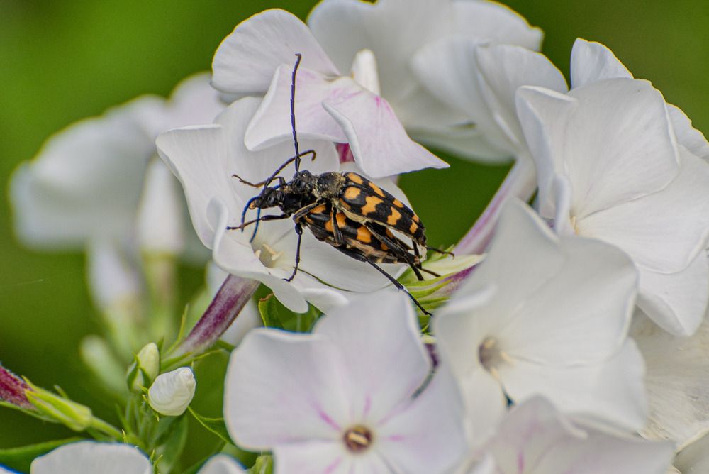 Photograph by Эдуард Шадров
