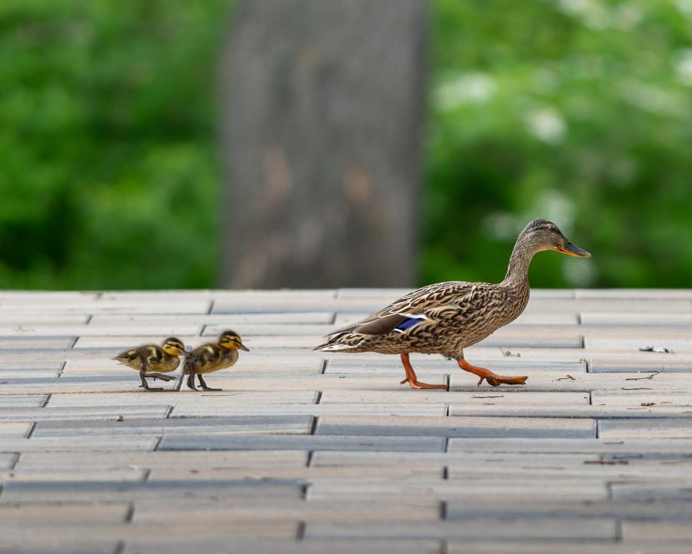 Photograph by Мамсур