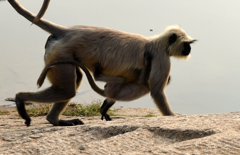 Photograph by Kaushik Dolui