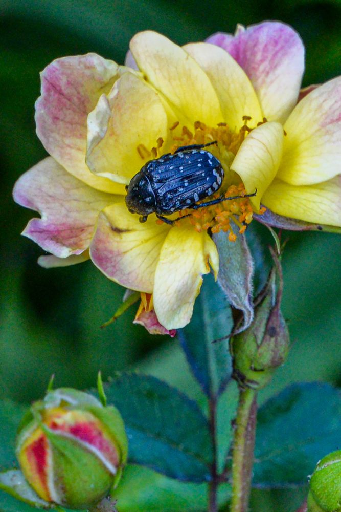 Photograph by Эдуард Шадров