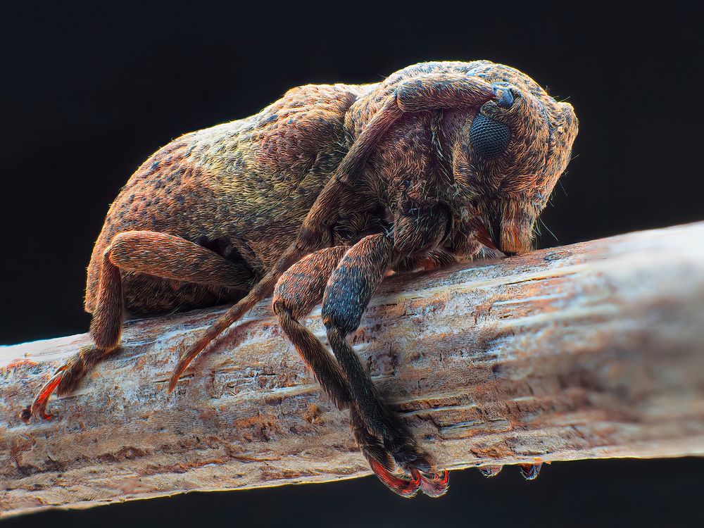 Photograph by Li Chen-You