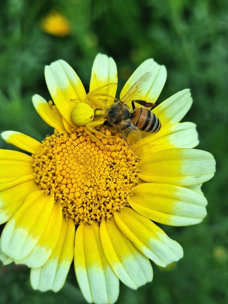 Цветочный паук и его добыча.