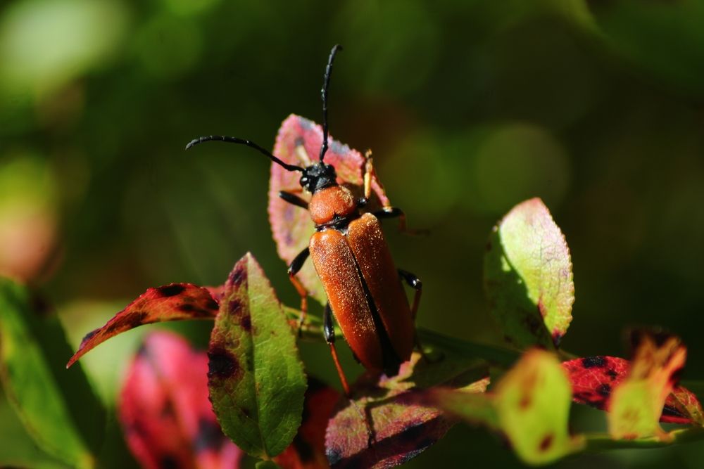 Photograph by Елена Наленч