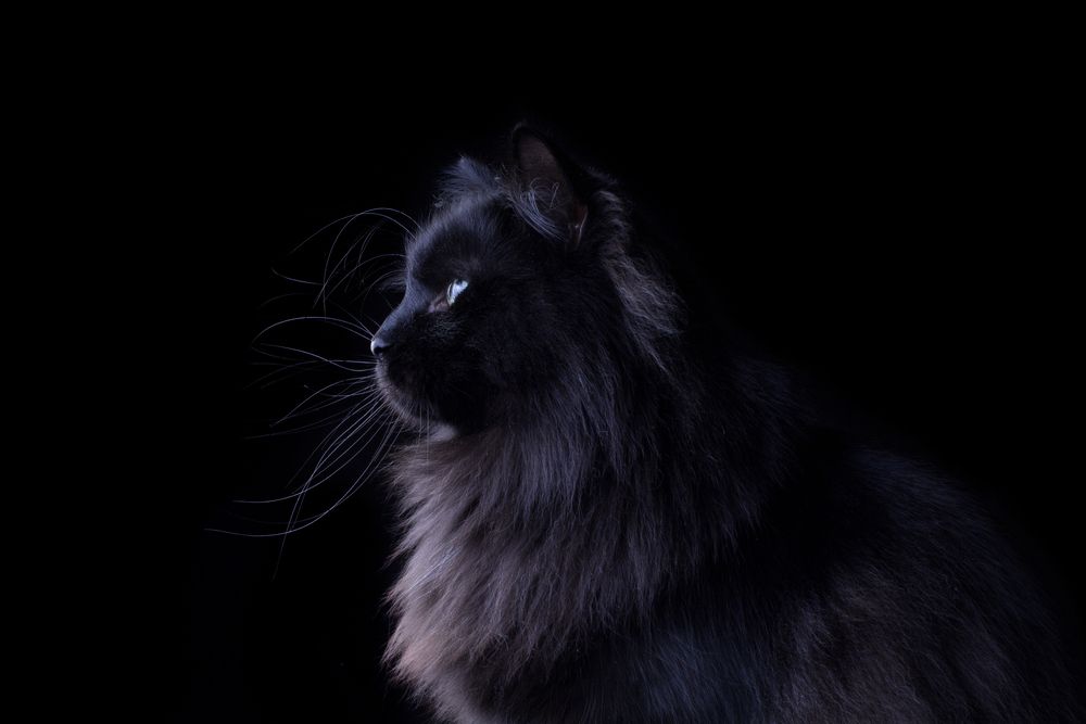 Simuran Onix, siberian cat
