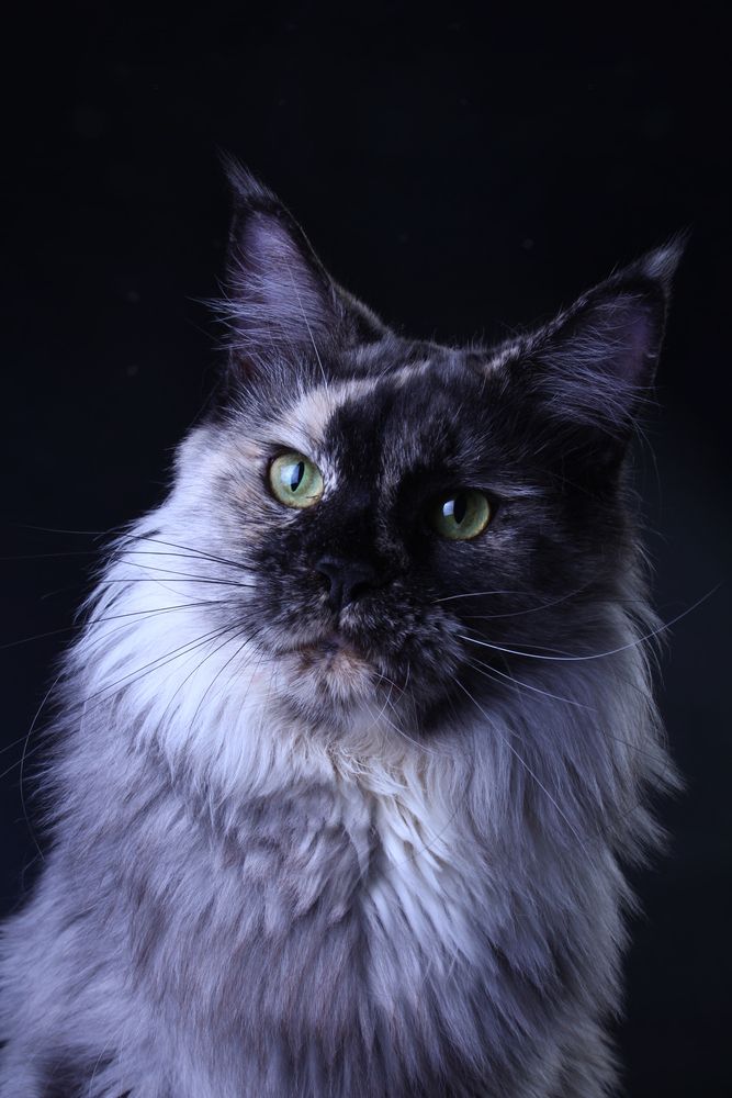 Fiesta Gross Team, maine coon