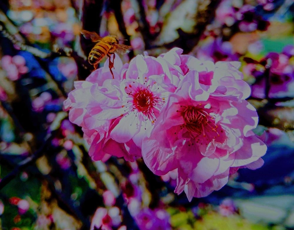 \"Landing Honeybee\"