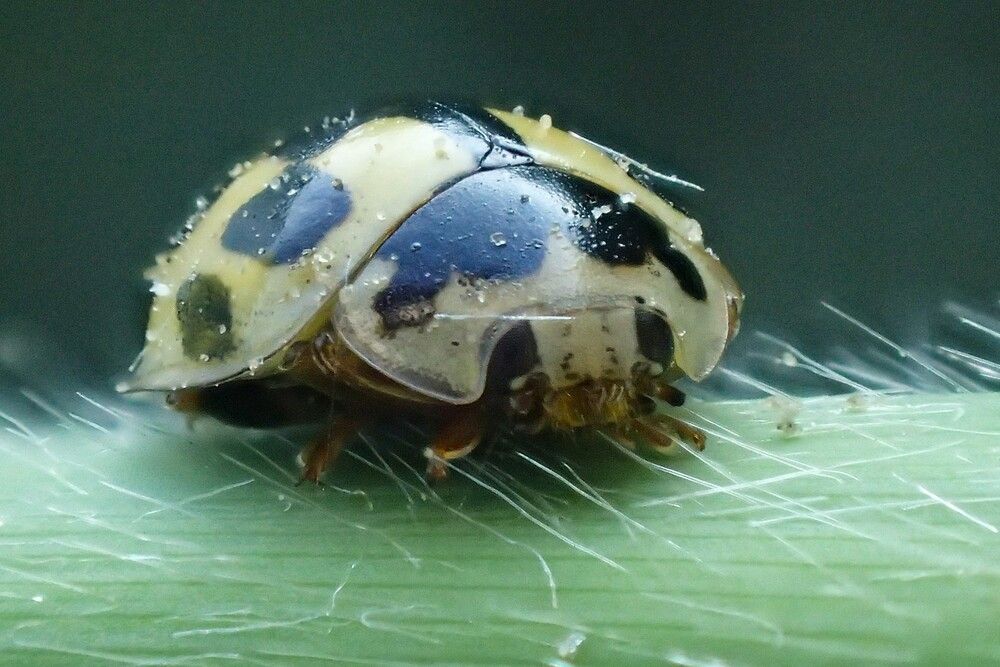 Photograph by Станислав Карташов