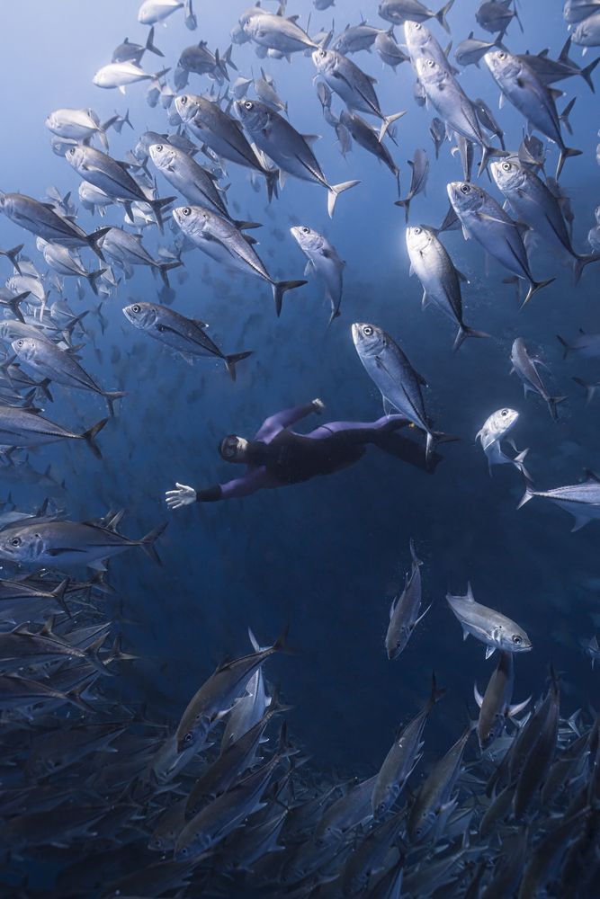 Enveloped by fish