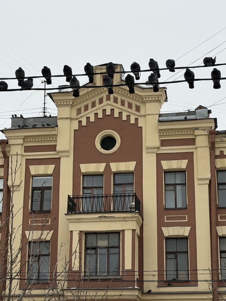 птицы