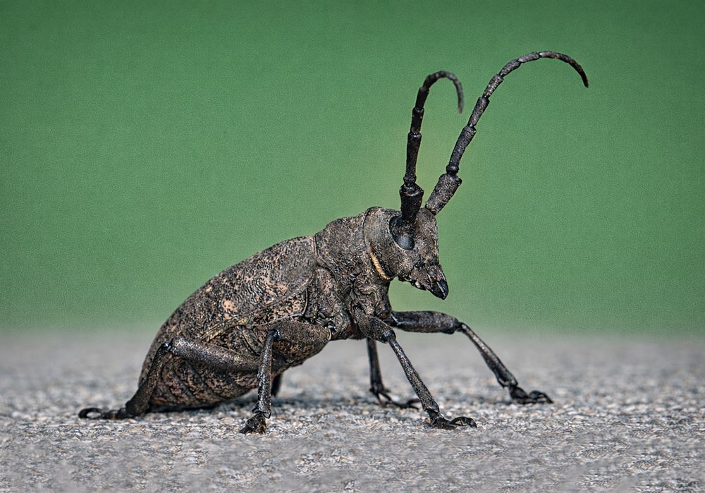 Photograph by Pancic Ivan